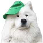 a white dog wearing a green hat