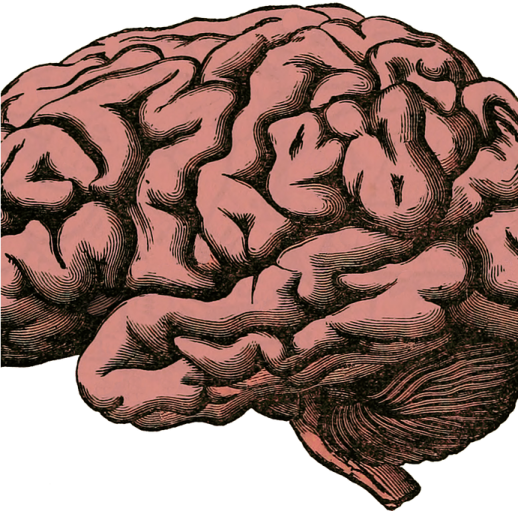 a drawing of a brain