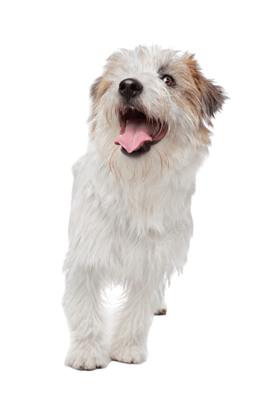 a small white and brown dog with its tongue out