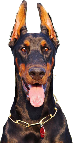 a black and brown dog with its tongue out
