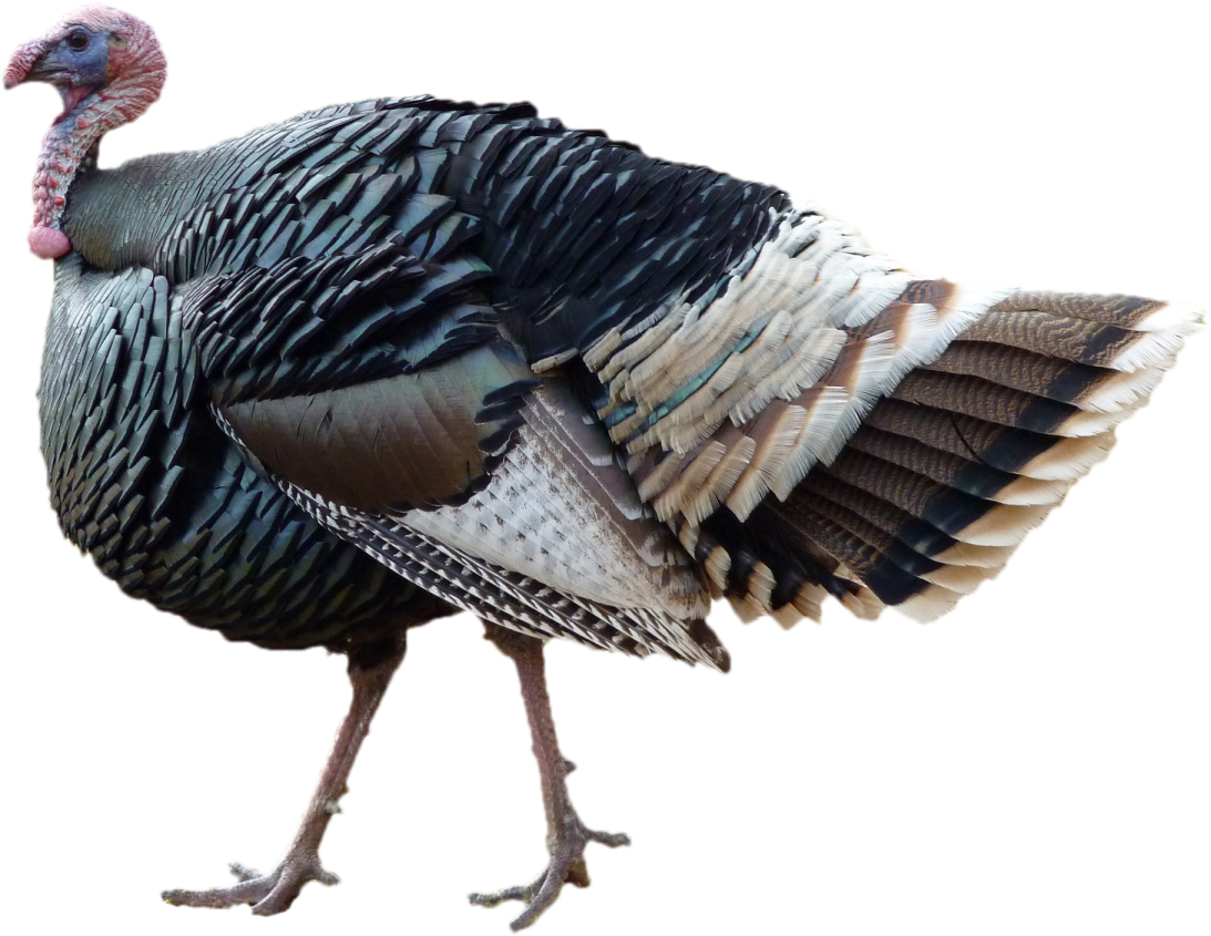 a turkey walking on a white background