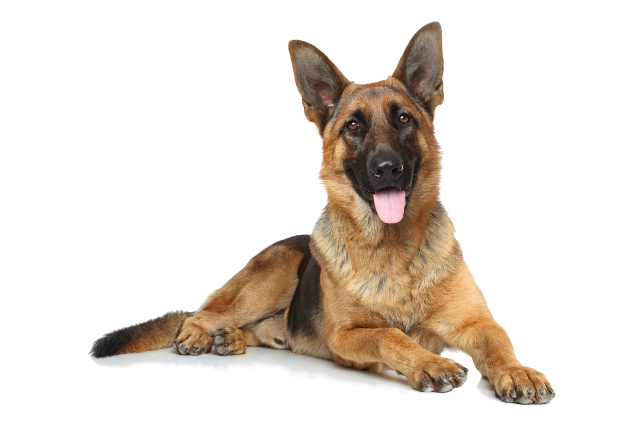 a german shepherd dog laying down with its tongue out