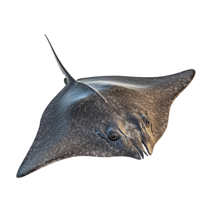 a close up view of a manta