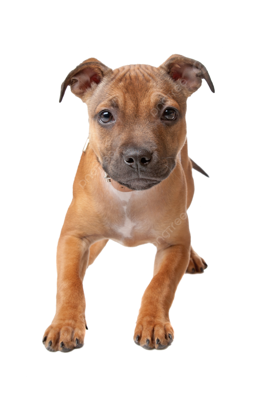 a small brown dog standing on its hinds