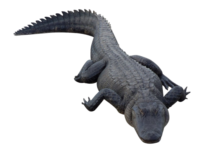 a large alligator laying down on the ground