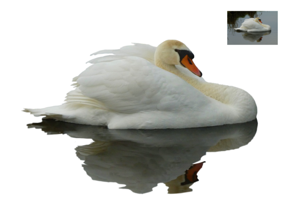 a white swan with its reflection in the water