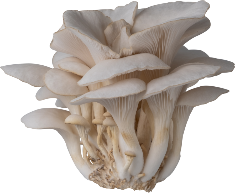 a bunch of mushrooms on a white background