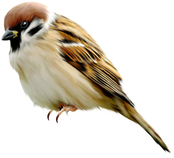 a bird sitting on top of a white surface