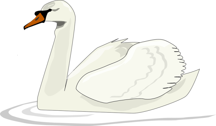 a white swan swimming in the water