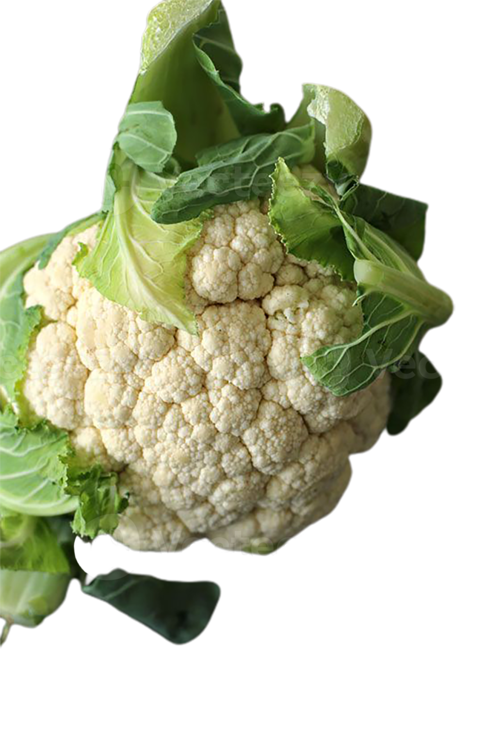a close up view of a caulie head on a white background