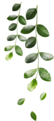 green leaves on a white background