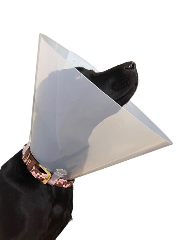 a dog with a cone on its head