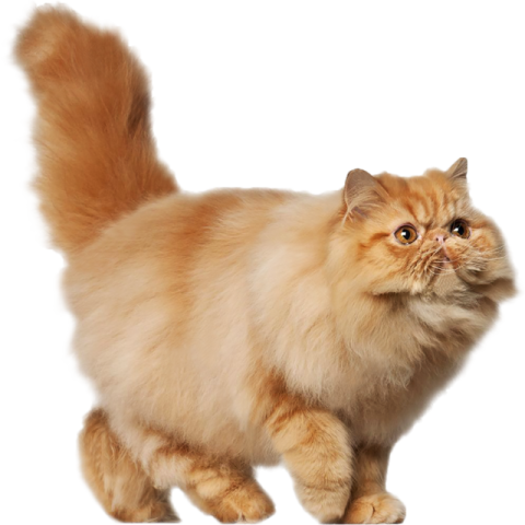 a fluffy cat standing on its hinds