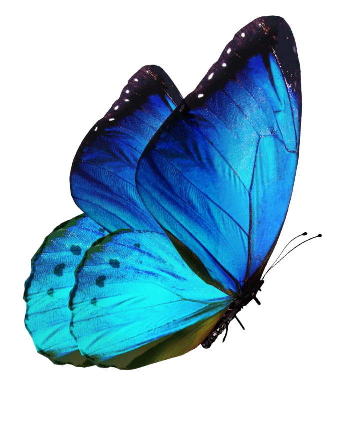 a blue butterfly on a white background