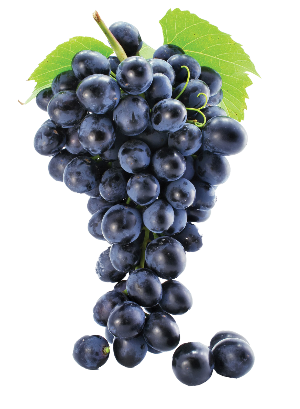 a bunch of black grapes with green leaves