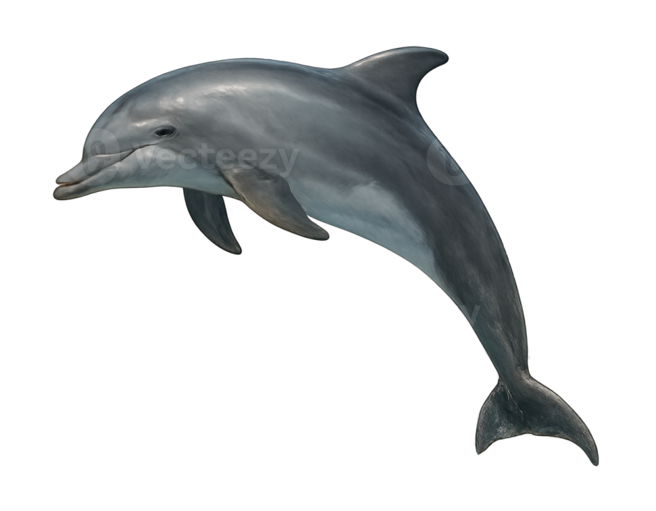 a dolphin jumping in the air on a white background