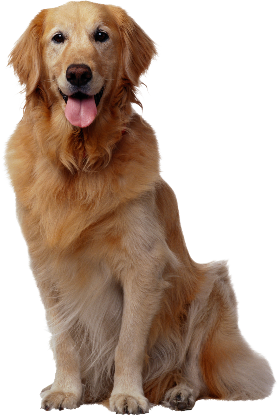 a golden retrieve dog sitting and panting