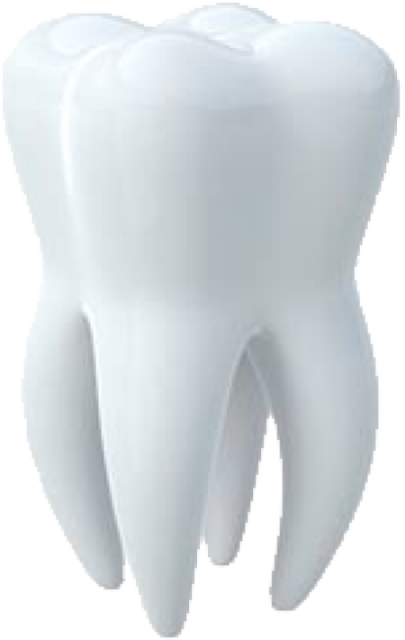 a tooth on a white background