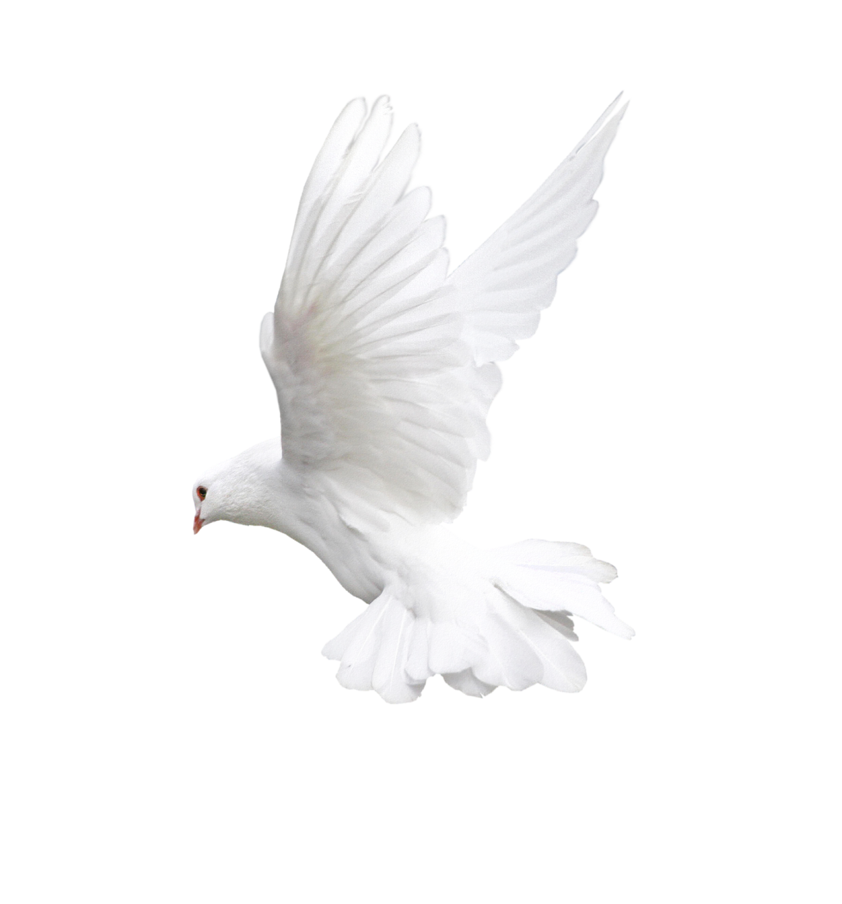 a white bird is flying in the air