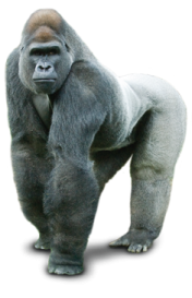 a gorilla standing next to a white background