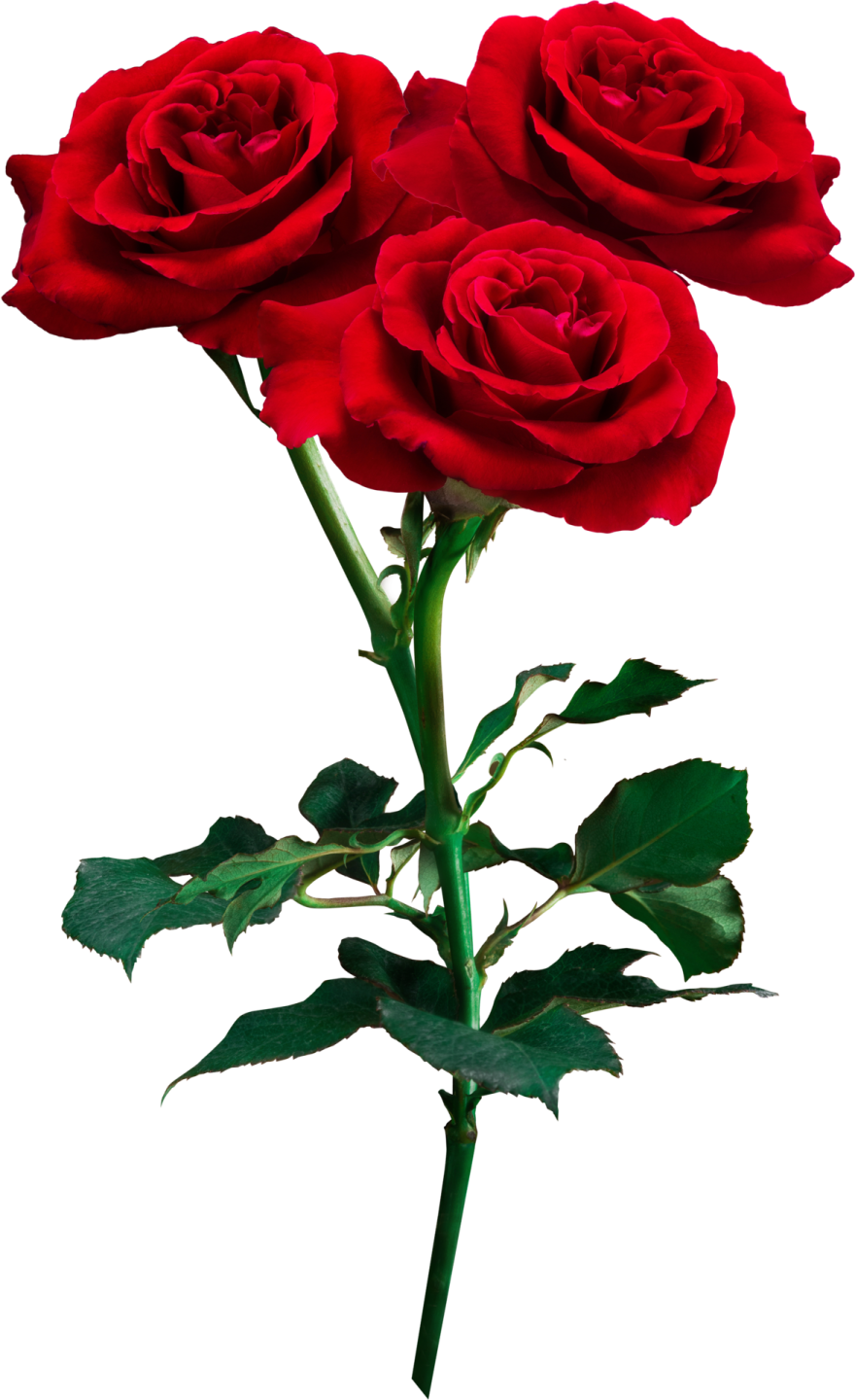 three red roses on a white background