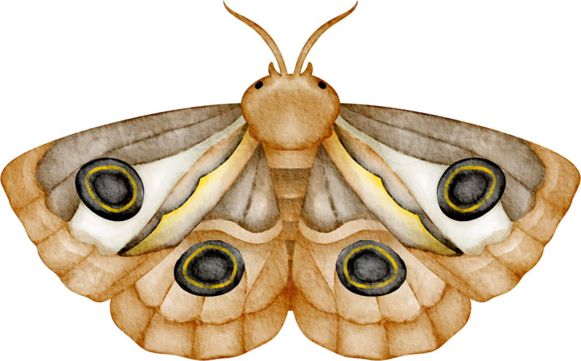 a watercolor painting of a moth