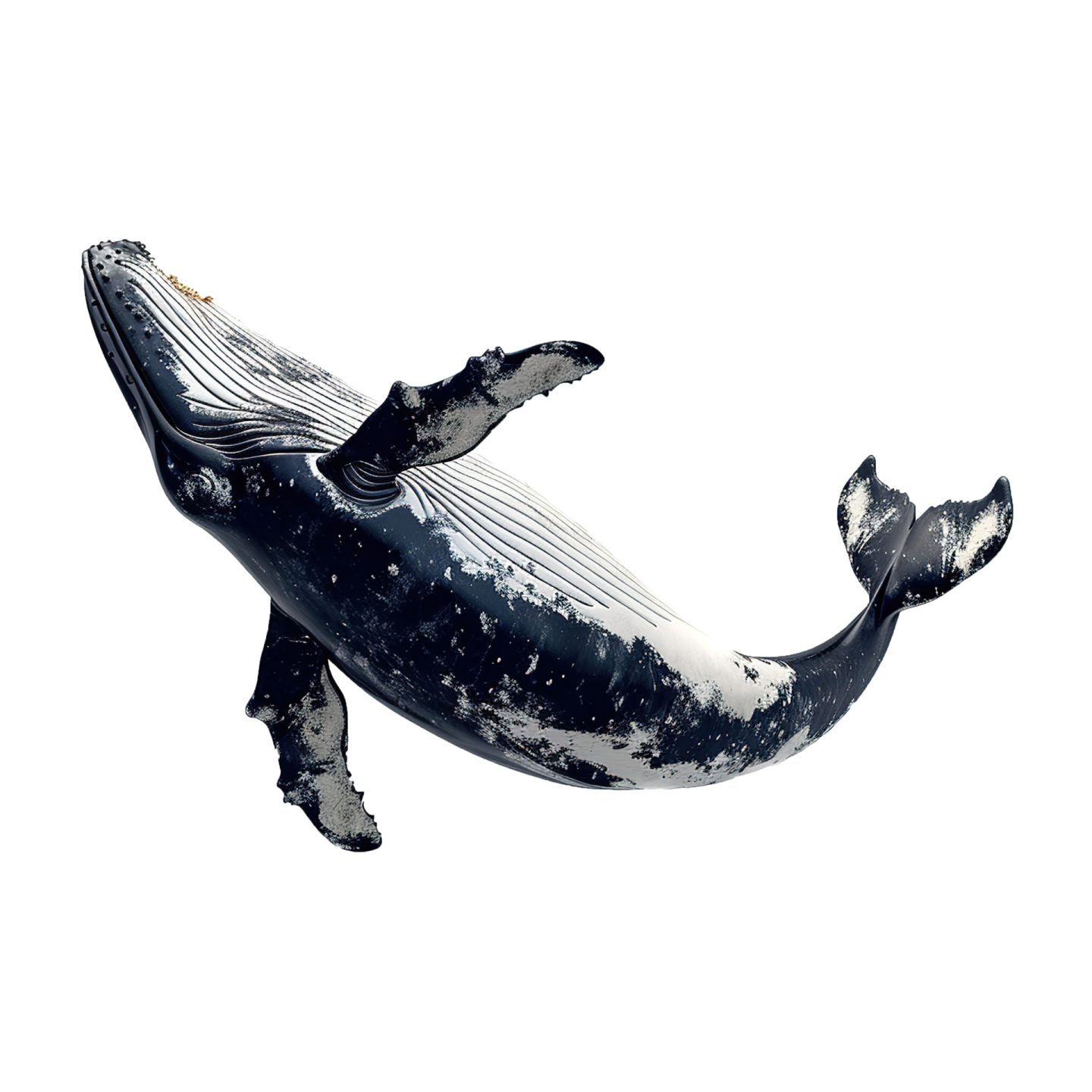 a black and white whale in the water
