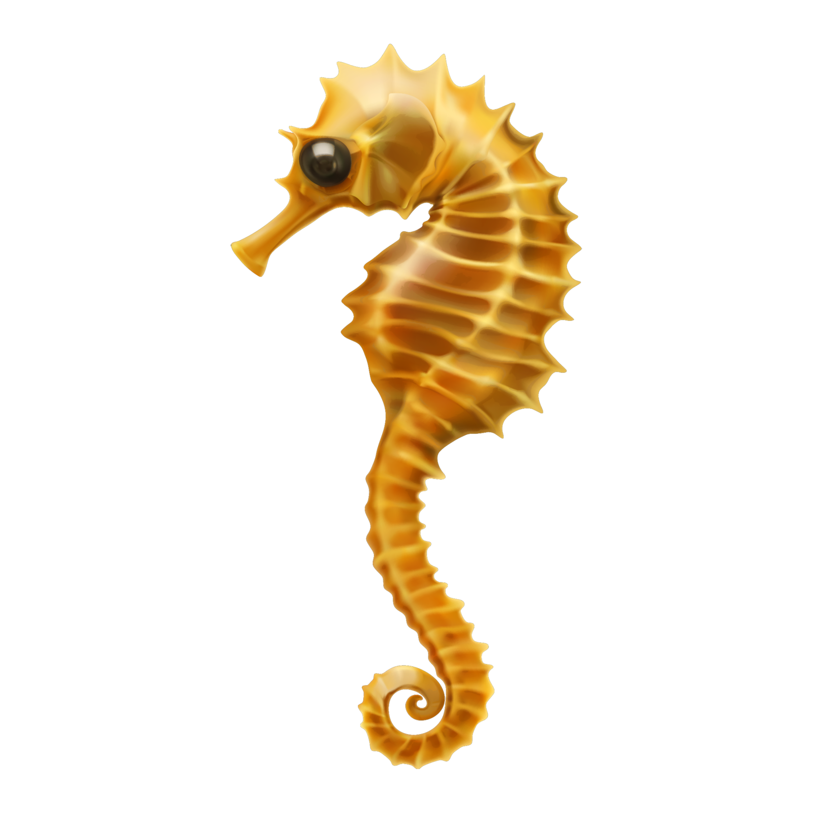 a close up of a sea horse