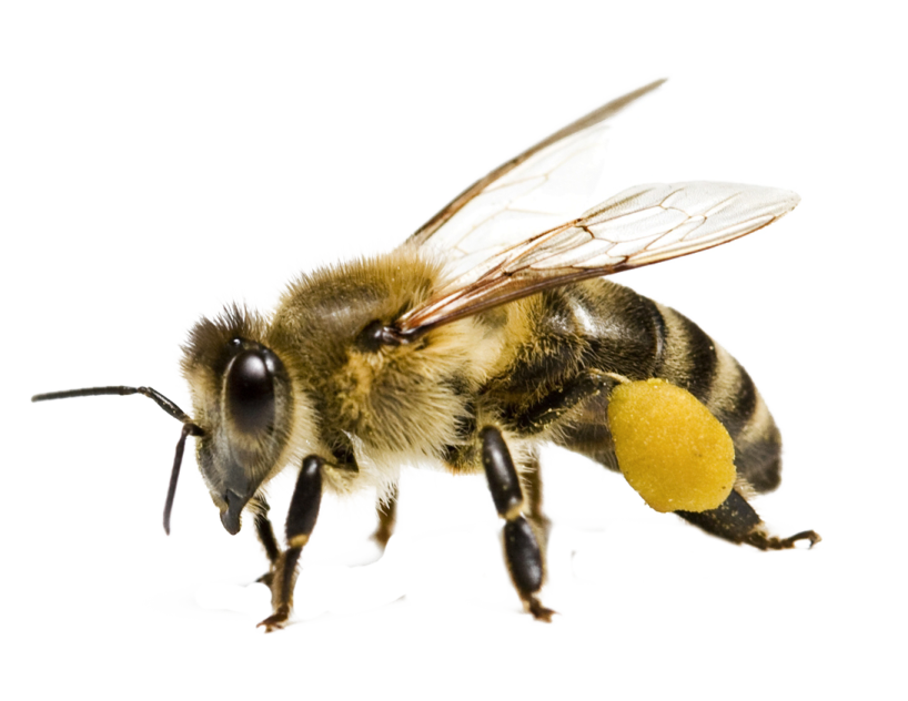 a close up of a bee on a white background