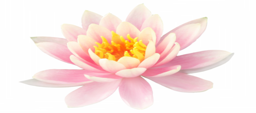 a pink lotus flower on a white background