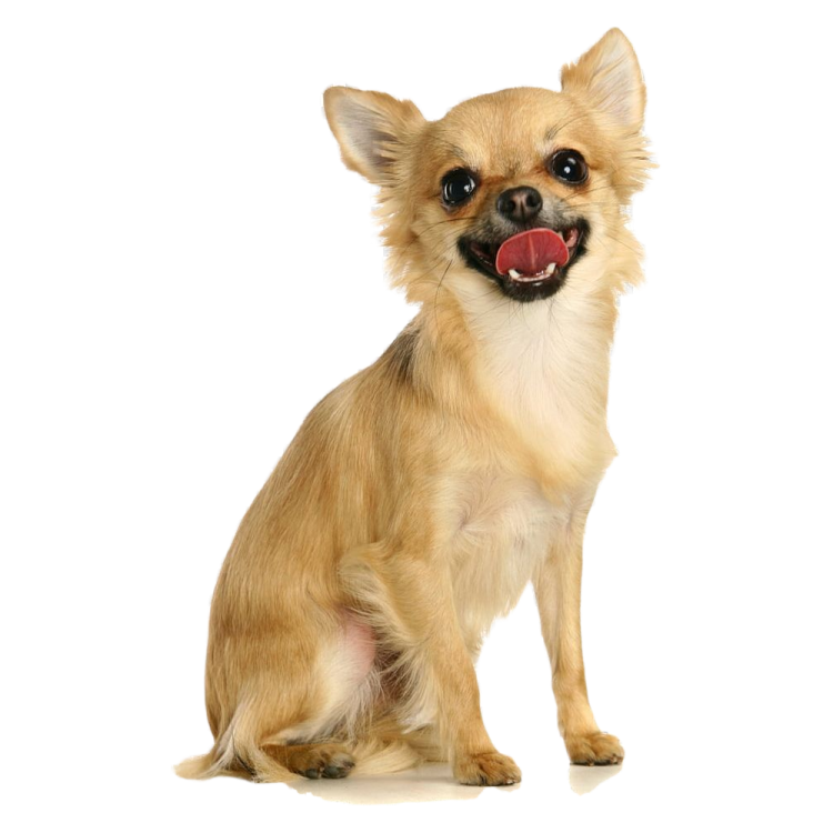 a small dog with its tongue sticking out