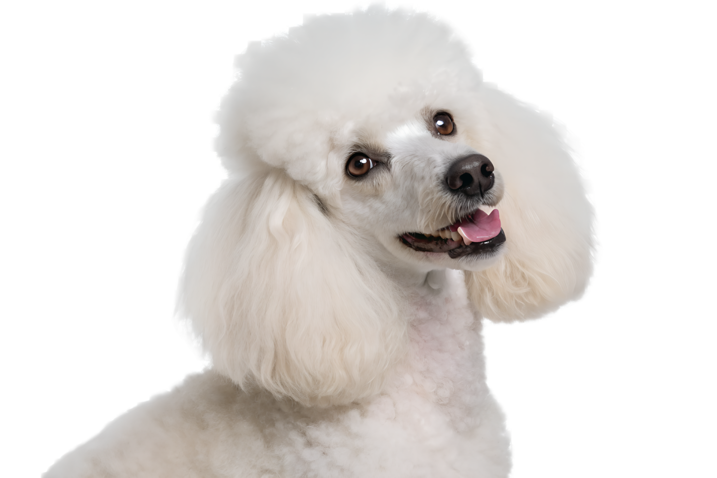 a close up of a white poodle dog