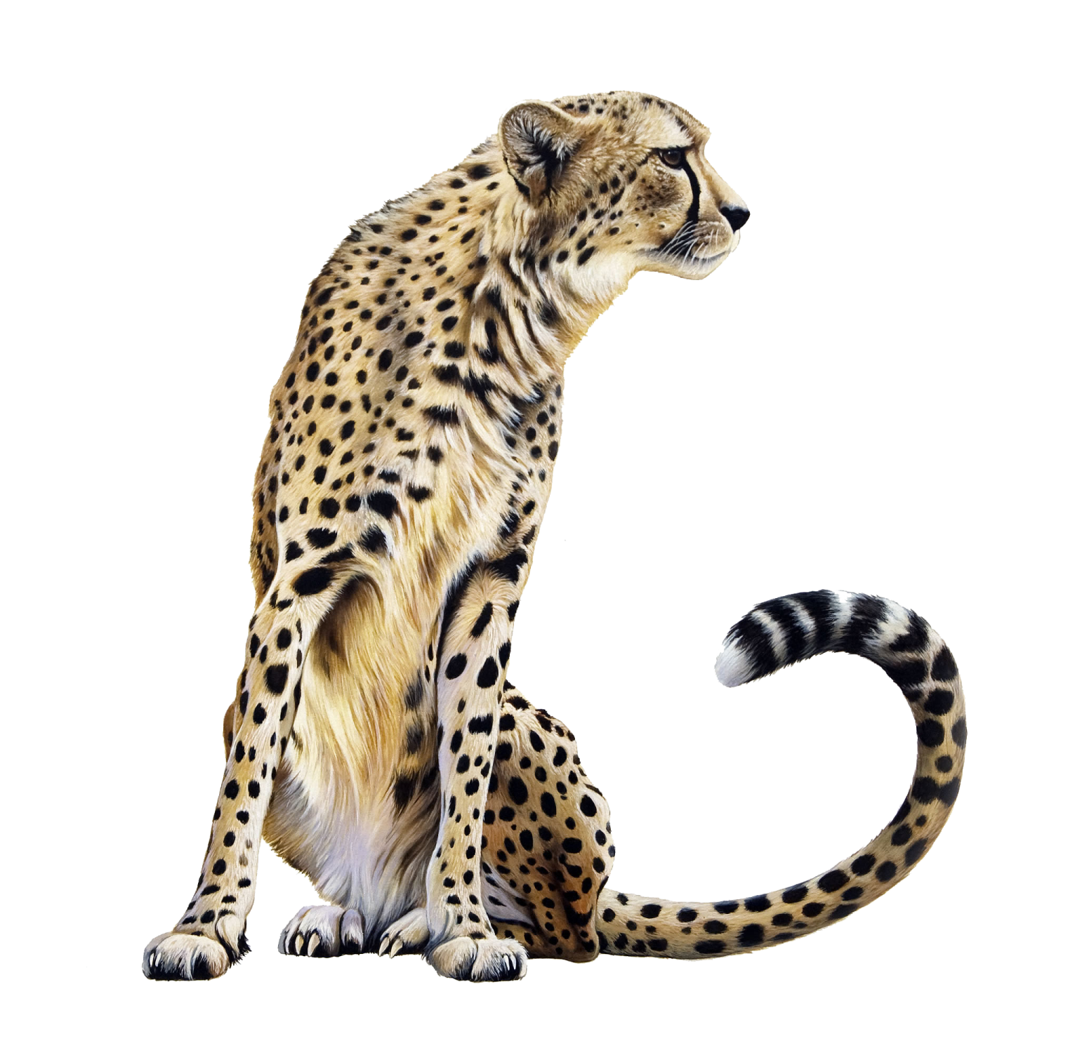 a che spotted cat sitting on its hind