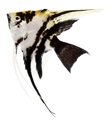 a black and white fish on a white background