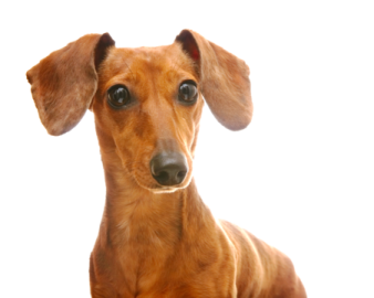 a close up of a dog looking at the camera