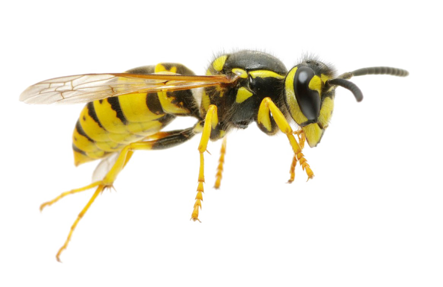 a bee on a white background