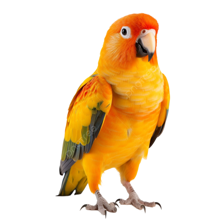 an orange and yellow bird standing on a white background