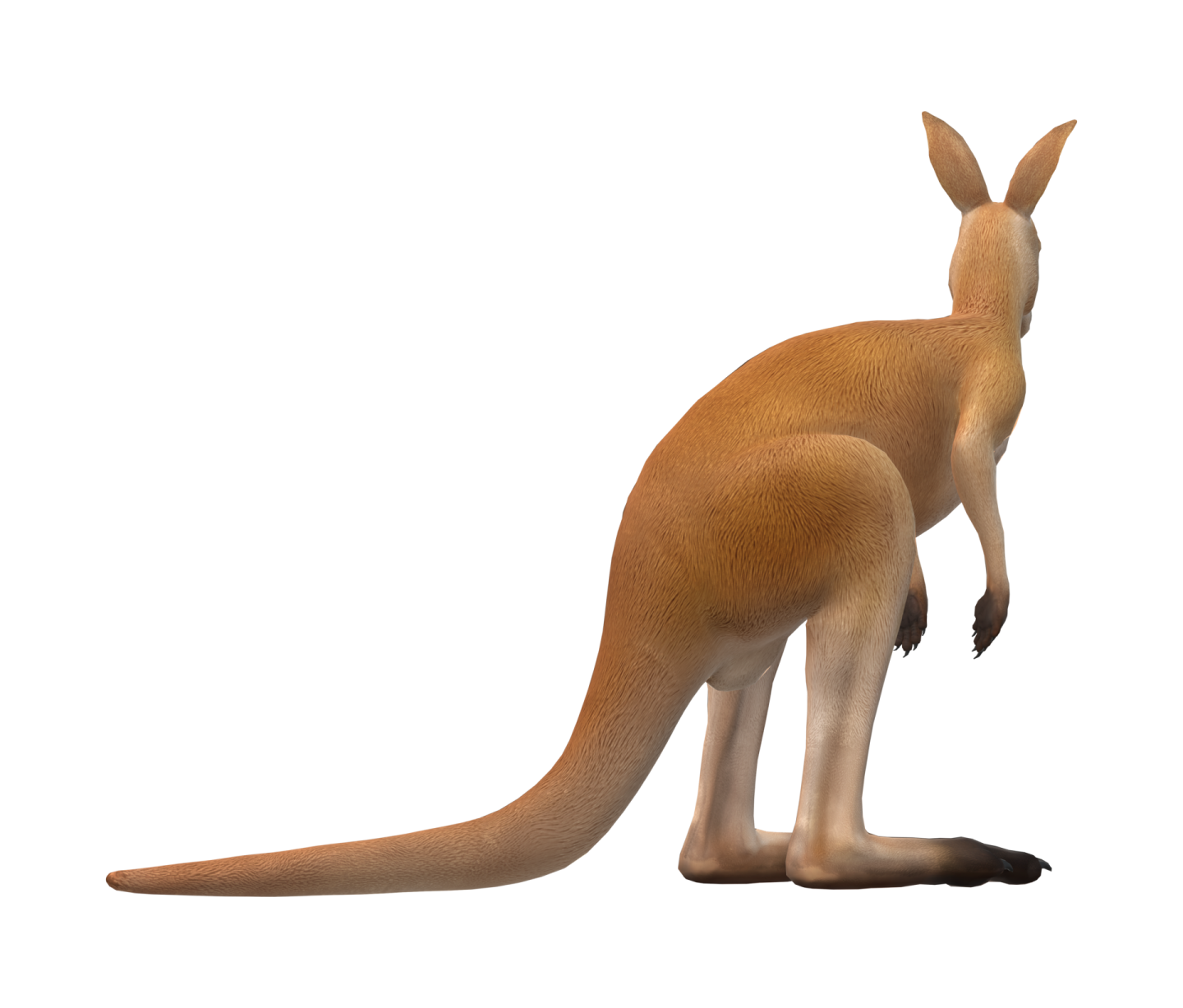 a kangaroo is standing on its hind