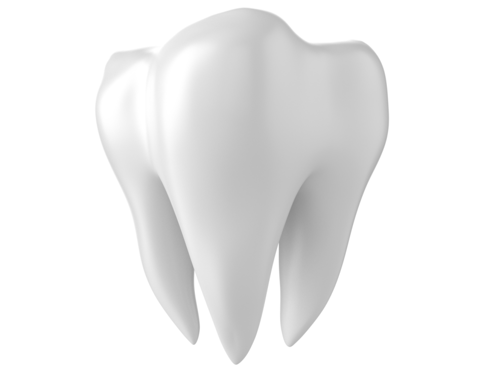 a tooth on a white background