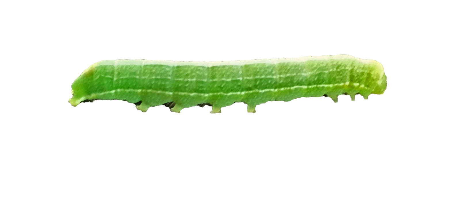 a piece of green algae on a white background