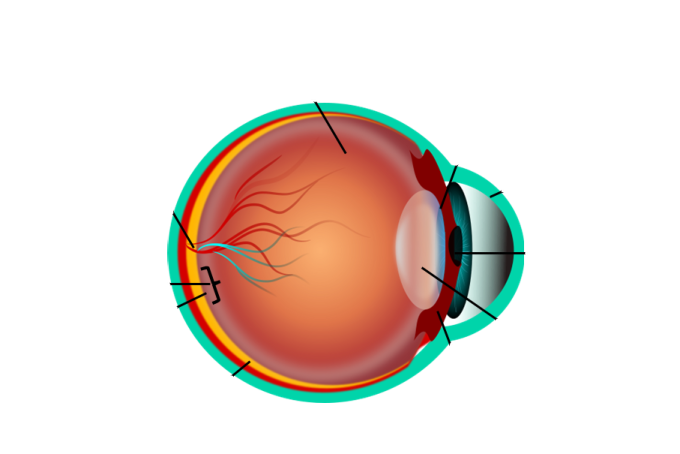 the anatomy of the eye