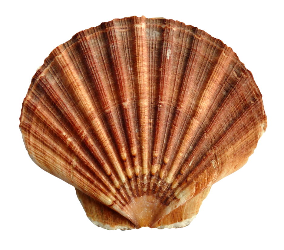 a shell on a white background