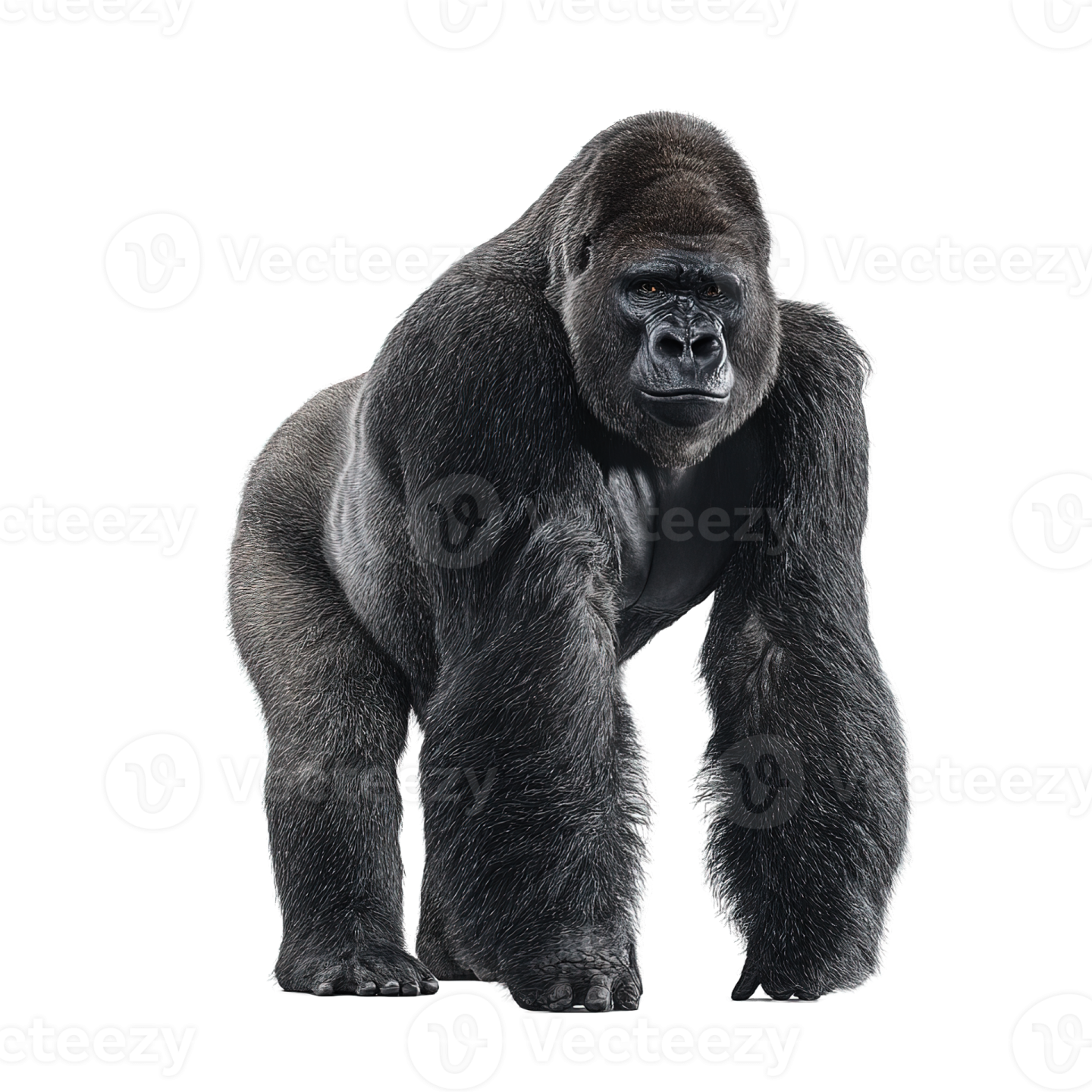 a gorilla standing in front of a white background