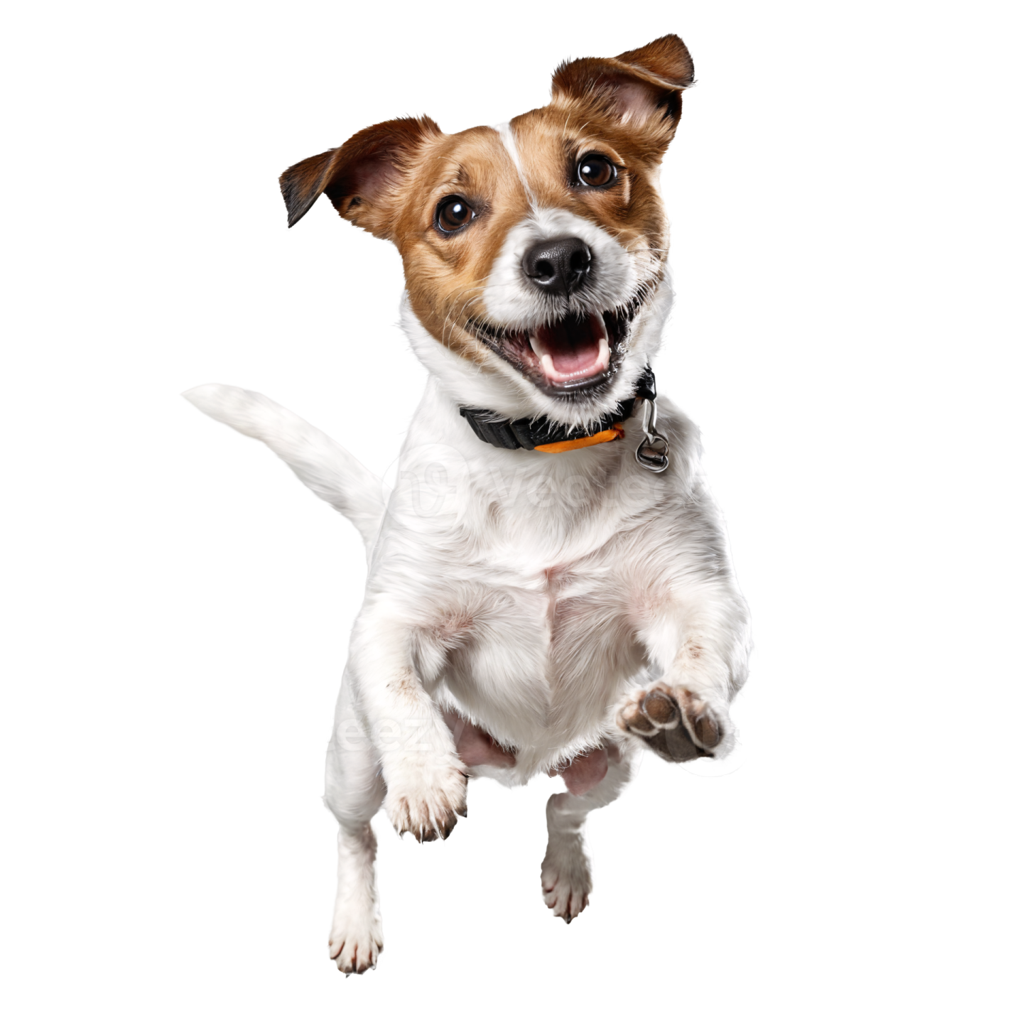 a small brown and white dog jumping in the air