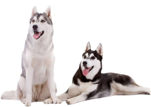 two dogs sitting next to each other dogs