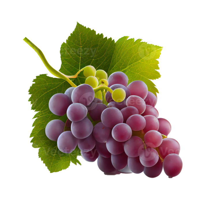 a bunch of grapes on a white background