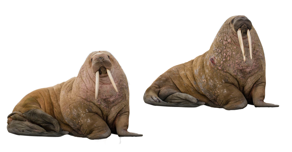 two walins on a white background