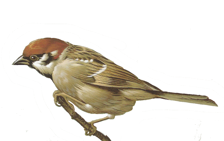 a bird sitting on top of a branch