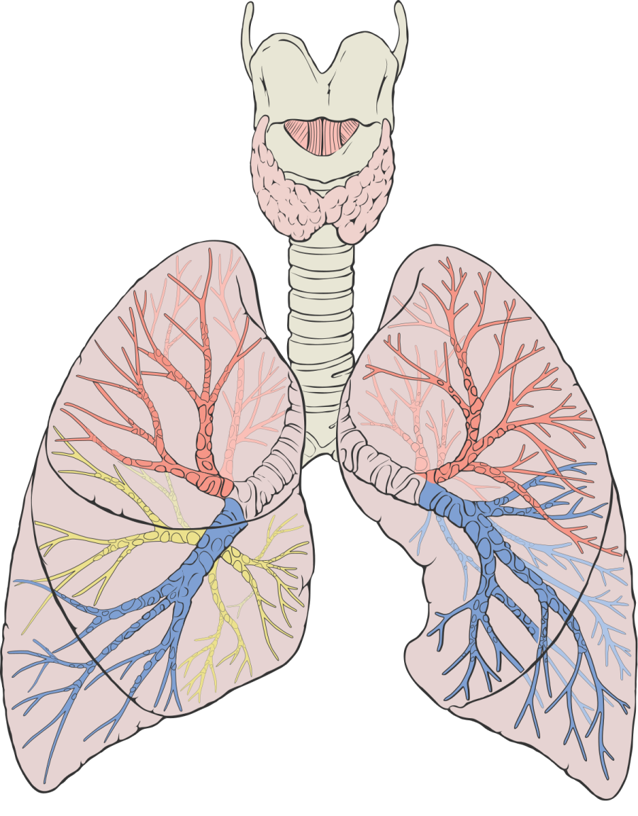 a diagram of the lungs