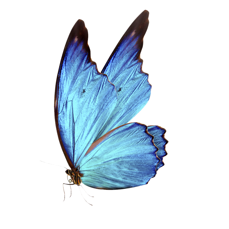 a blue butterfly on a white background